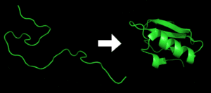 800px-protein_folding