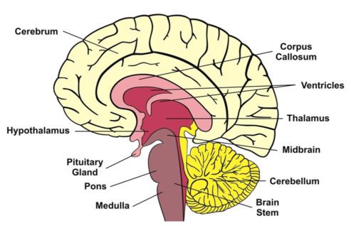 cerebrum