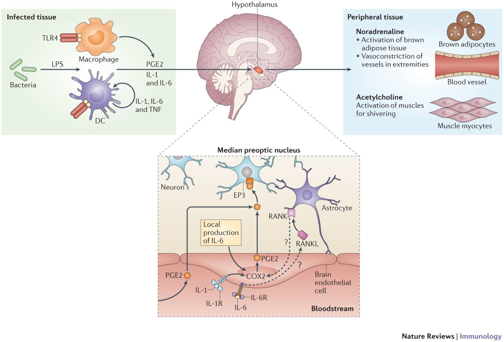 Fever and the thermal regulation of immunity: the immune system feels ...